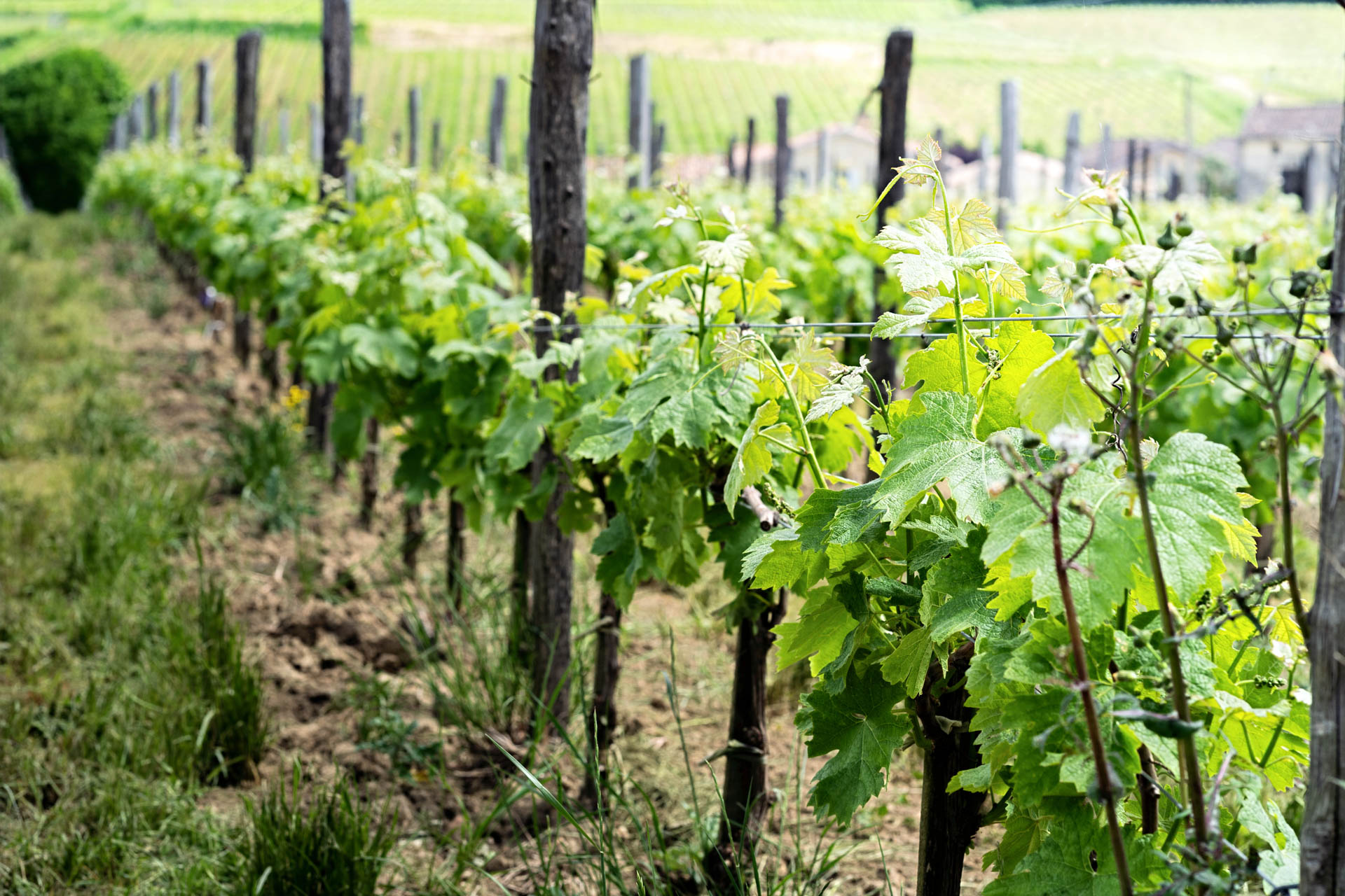 Vignes d’un domaine viticole dans le Bordelais